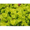 Heuchera 'Lime Marmalade'