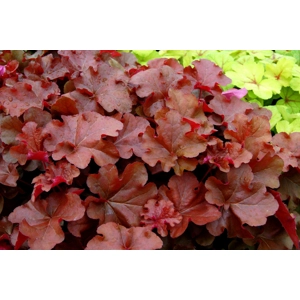 Heuchera 'Mahogany'