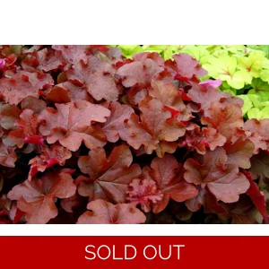 Heuchera 'Mahogany'