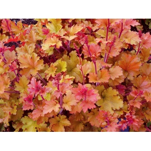 Heuchera 'Marmalade'