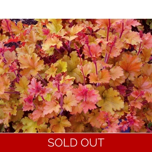 Heuchera 'Marmalade'