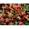 Heuchera 'Marmalade'