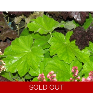 Heuchera 'Autumn Bride'