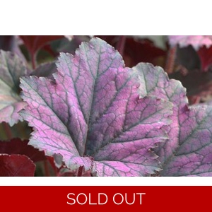 Heuchera 'Frosted Violet'