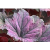 Heuchera 'Frosted Violet'