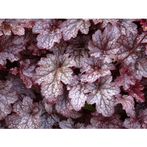 Heuchera 'Plum Pudding'