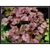 Heuchera 'Pinot Gris'
