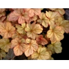 Heuchera 'Pinot Gris'