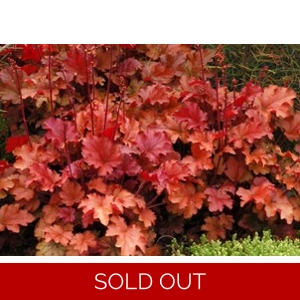 Heuchera 'Peach Flambe'