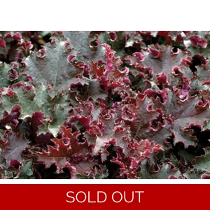 Heuchera 'Purple Petticoats'