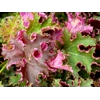 Heuchera 'Sashay'