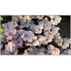 Heuchera 'Sugar Plum'