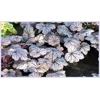 Heuchera 'Sugar Plum'