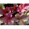 Heuchera 'Sunrise'