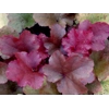 Heuchera 'Sunrise'