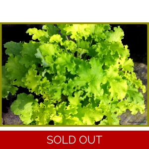 Heuchera 'Winter Joy'