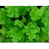 Heuchera 'Winter Joy'