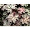 Heuchera 'Hocus Pocus'