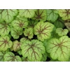 Heuchera 'Circus'