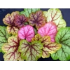 Heuchera 'Circus'