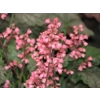 Heuchera 'Magic Wand'