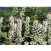 Tiarella 'Morning Star'