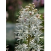 Tiarella 'Morning Star'