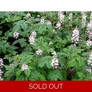 Tiarella 'Happy Trails'