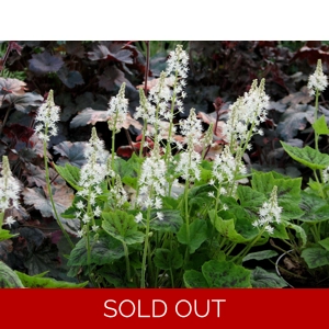 Tiarella 'Appalachian Trails'