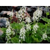 Tiarella 'Appalachian Trails'