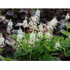 Tiarella 'Appalachian Trails'