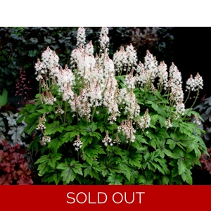 Tiarella 'Crow Feather'