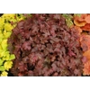 Heucherella 'Burnished Bronze'