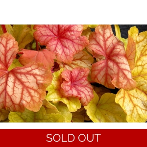 Heuchera 'Champagne'