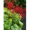 Heuchera 'Tokyo'
