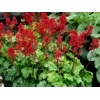 Heuchera 'Tokyo'