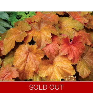 Heuchera 'Southern Comfort'