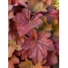 Heuchera 'Southern Comfort'