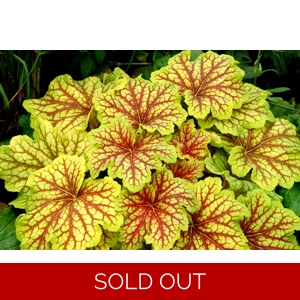 Heuchera 'Red Lightening'