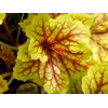 Heuchera 'Red Lightening'