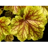 Heuchera 'Red Lightening'