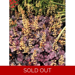 Heuchera 'Shanghai'