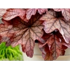 Heuchera 'Plum Power'