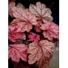Heuchera 'Plum Power'