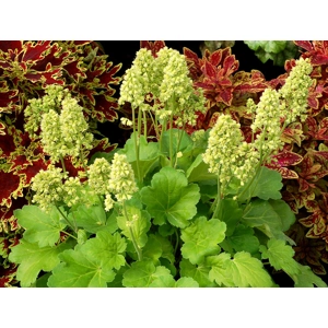 Heuchera 'Blondie in Lime'