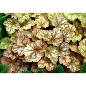 Heuchera 'Ginger Ale'