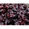 Heuchera 'Obsidian'
