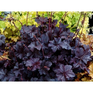 Heuchera 'Obsidian'