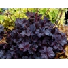 Heuchera 'Obsidian'