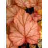 Heuchera 'Vienna'